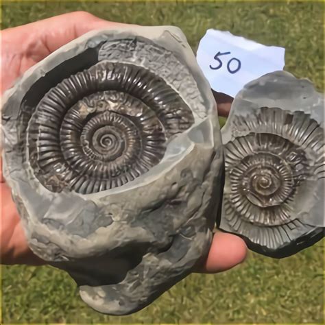 ammomite fossil for sale uk